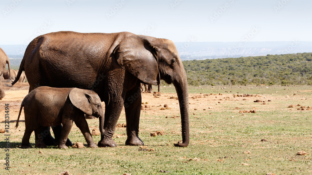 Baby elephant walking with his mother -African Bush Elephant