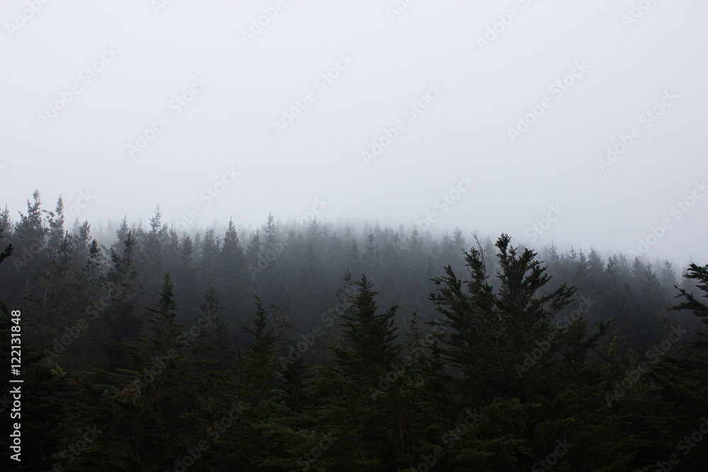 Foggy Forest Foggy Forest