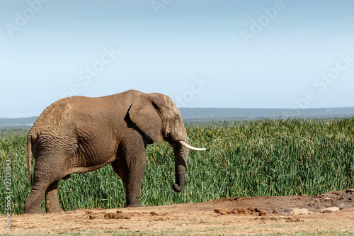 Big African Bush Elephant frozen in time