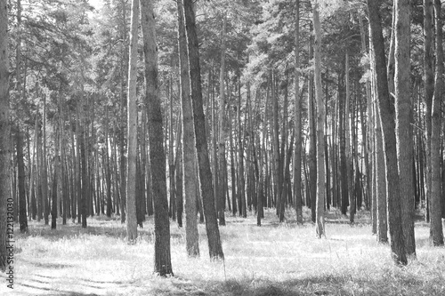 Pine forest, black-white photo, beautiful autumn landscape