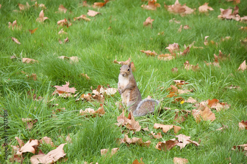 Squirrel in the park