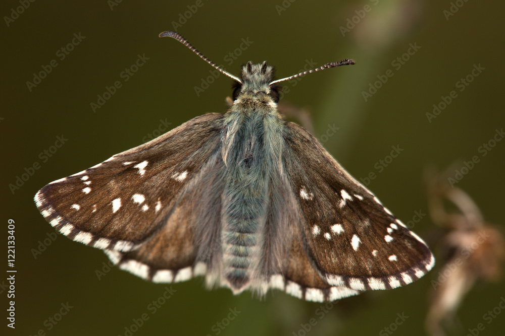 Fototapeta premium Macrophotographie d'insecte: Hespérie de la mauve (Pyrgus malvae)