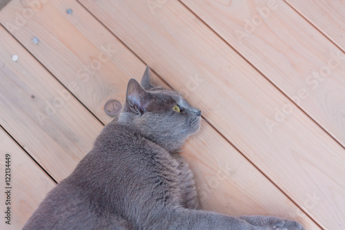 Relax gray cat