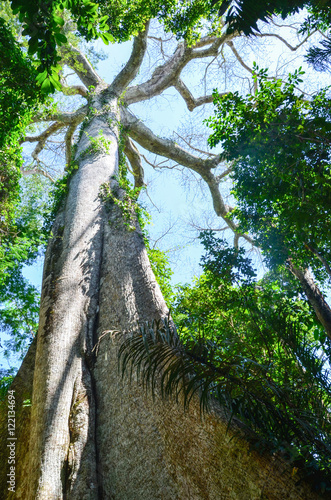 Giant Kapok tree in the Amazon rainforest, Tambopata National Reserve, Peru