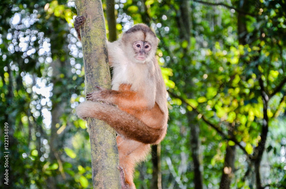 Naklejka premium Tufted Capuchin, also known as Brown or Black-capped Capuchin climbing a tree in Tambopata National Park, Peru