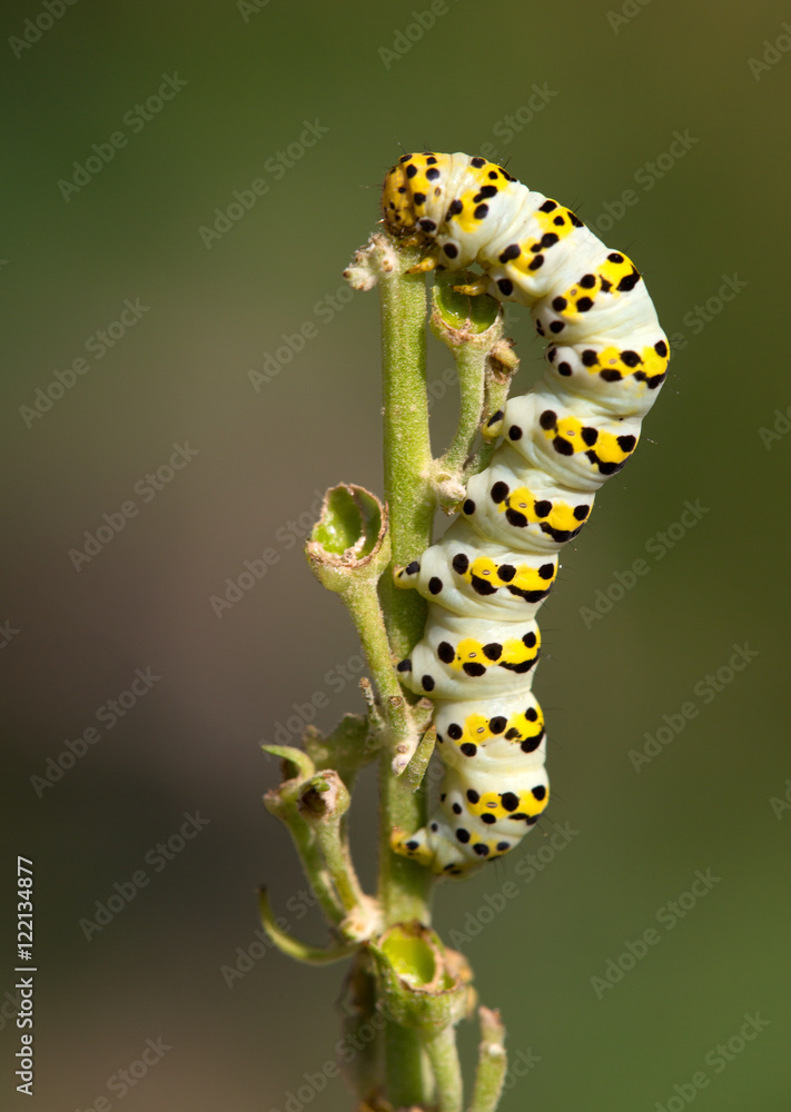 Macrophotographie d'insecte: La Cucullie de la Molène-Lychnis (Cucullia lychnitis Rbr) Macrophotographie d'insecte: La Cucullie de la Molène-Lychnis (Cucullia lychnitis Rbr)