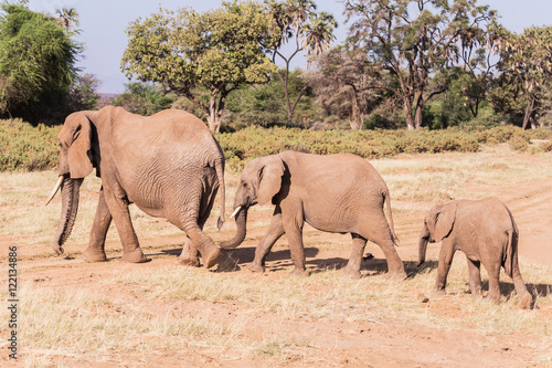 family of elephants in Masai Mara Kenya