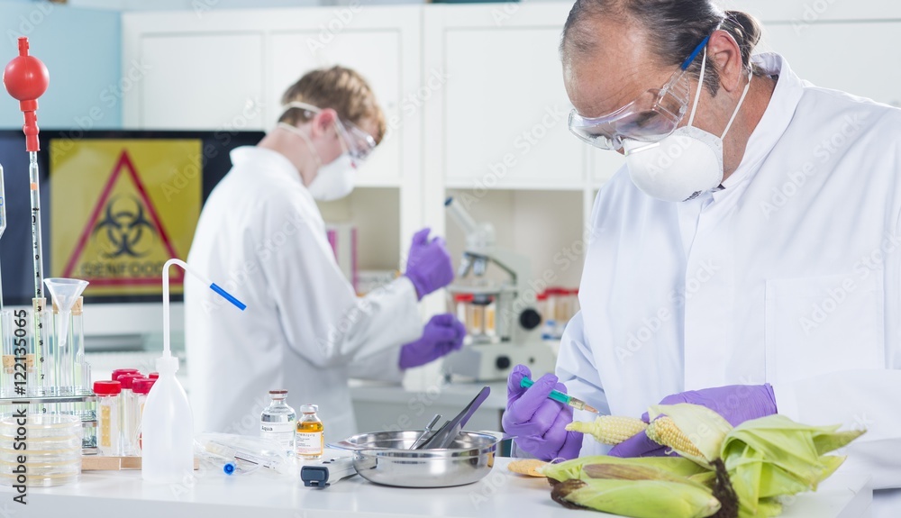 Genlabor mit Mais und Gentechniker bei Untersucheung Genlabor mit Mais und Gentechniker bei Untersucheung