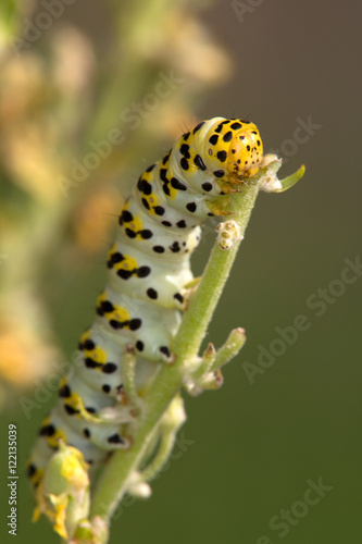 Macrophotographie d'insecte: La Cucullie de la Molène-Lychnis (Cucullia lychnitis Rbr) © panosud360