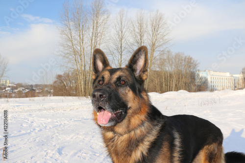 Dog german shepherd in a winter day © keleny