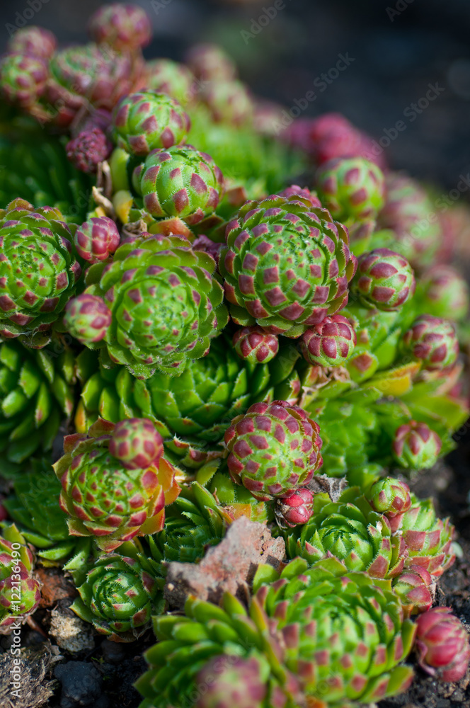succulents in the garden close-up succulents in the garden close-up