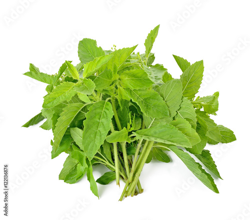 Basil leaf herb (Other names are Ocimum basilicum, great basil,
