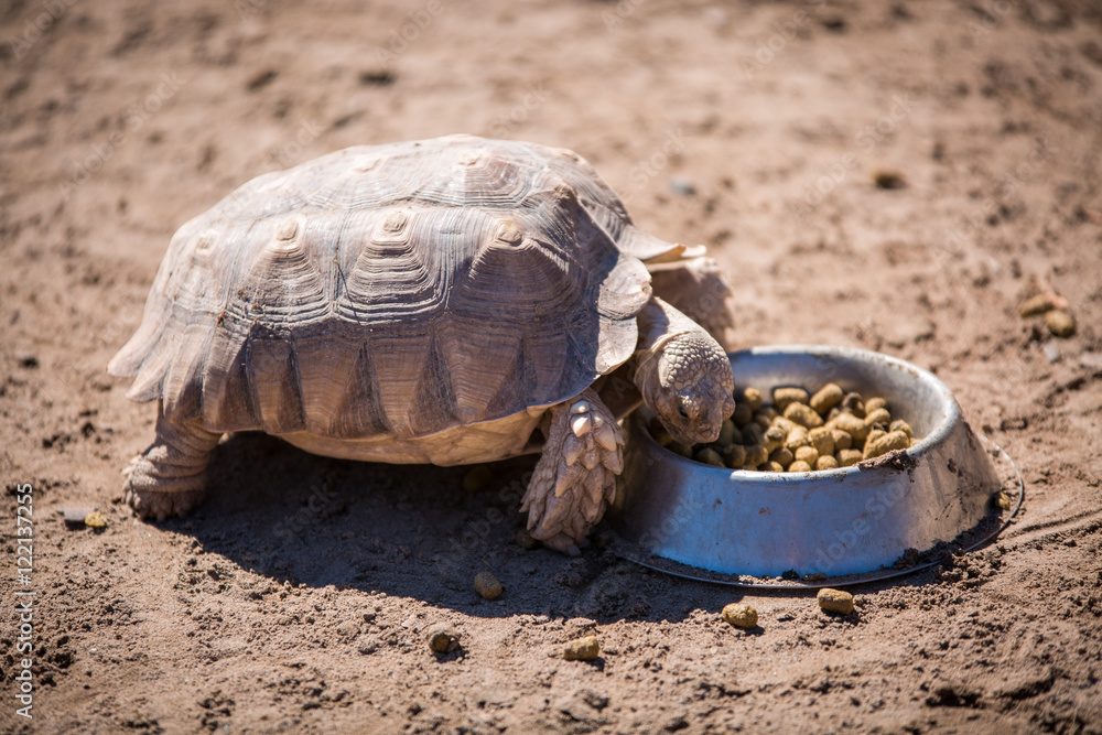 Obraz premium turtle