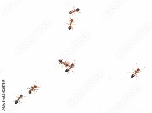 ants on a white wall © schankz