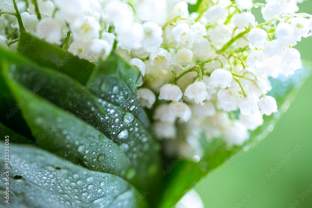 Flowers white lily of the valley close-up on a green background. Flowers white lily of the valley close-up on a green background.