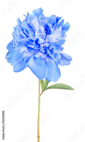 peony blue flower with green leaves on white