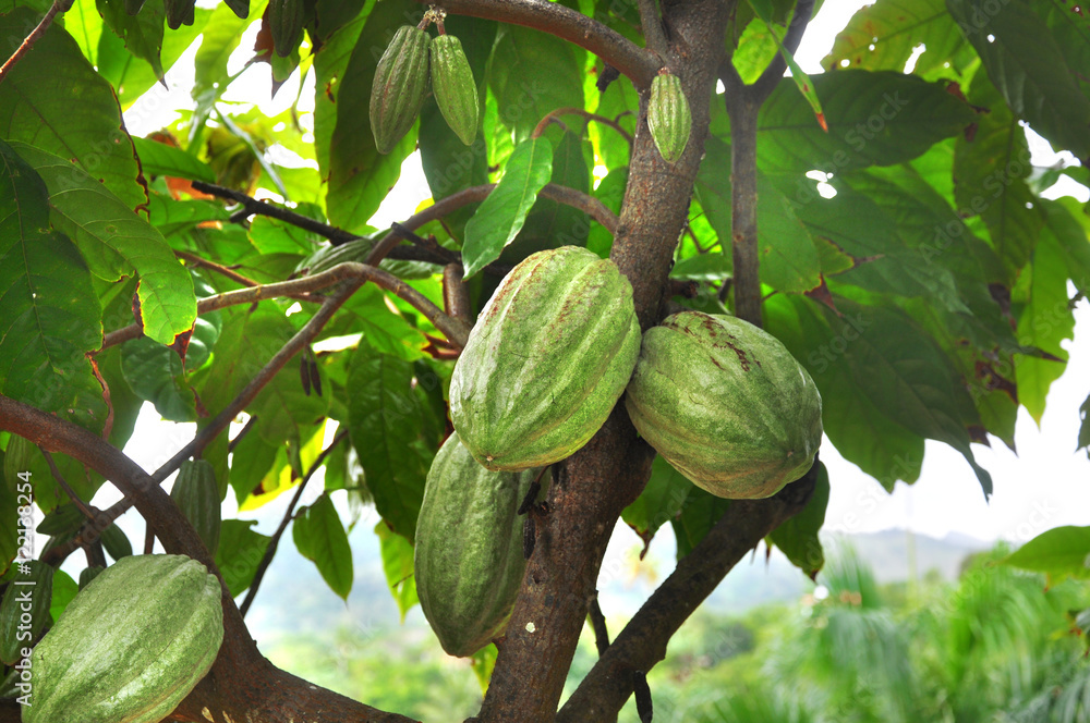 Fototapeta premium Cocoa fruit ripens on the trees. cocoa farm in the Dominican Republic. Photo partially tinted.