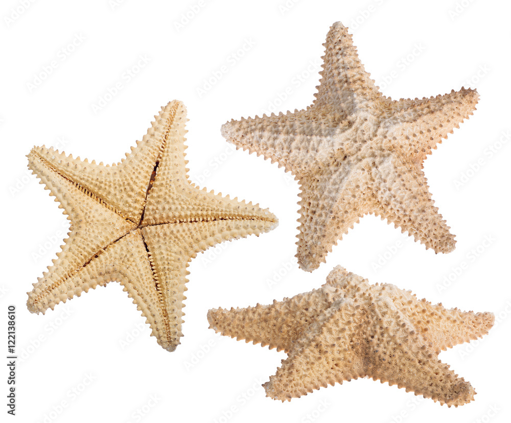 set of three beige starfishes isolated on white set of three beige starfishes isolated on white