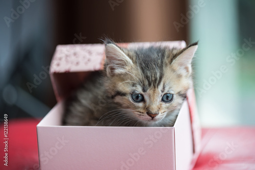 Cat in the box