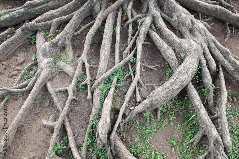 tree root background tree root background