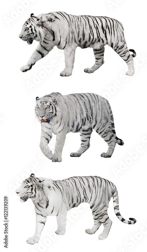 isolated three white striped tigers