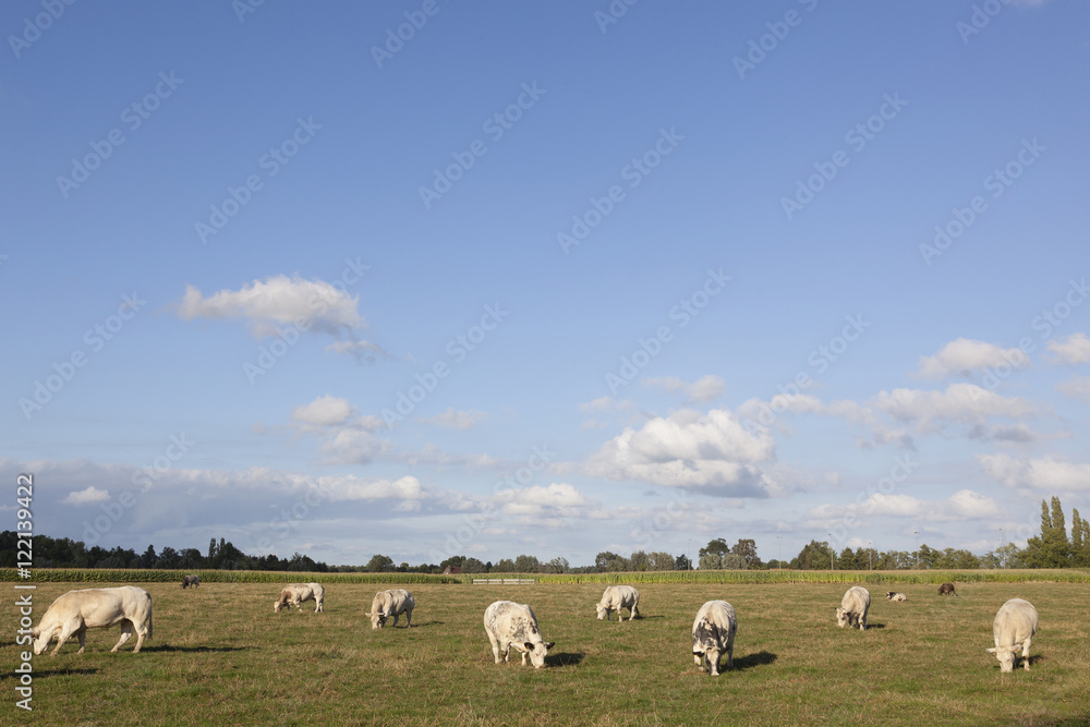 white cows in flanders meadow between ghent and bruges in belgiu