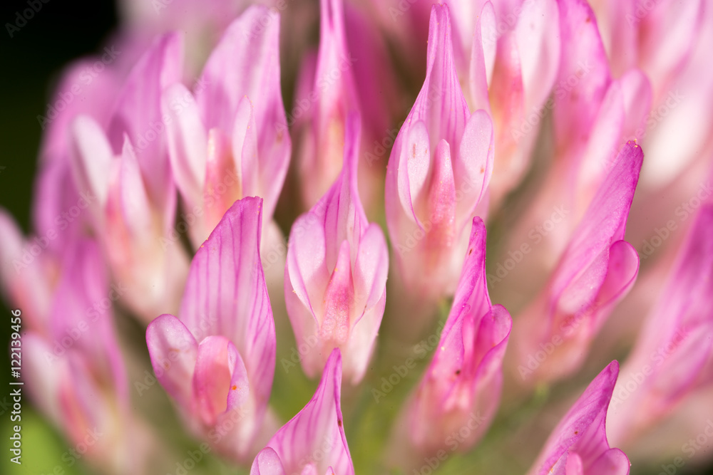 Fototapeta premium Red clover flower in nature