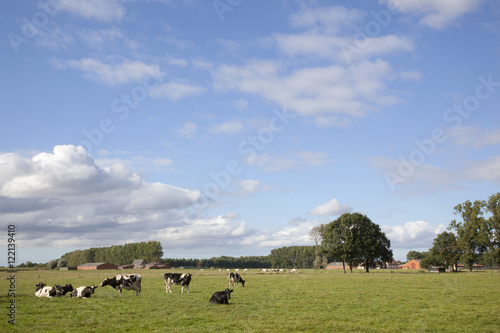 black and white cows in flanders meadow between ghent and bruges