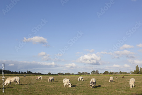 white cows in flanders meadow between ghent and bruges in belgiu