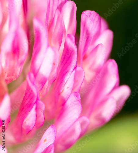 Red clover flower in nature