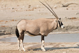 Single Oryx Gazella (Gemsbok) at articicial waterhole