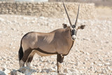 Single Oryx Gazella (Gemsbok) at articicial waterhole