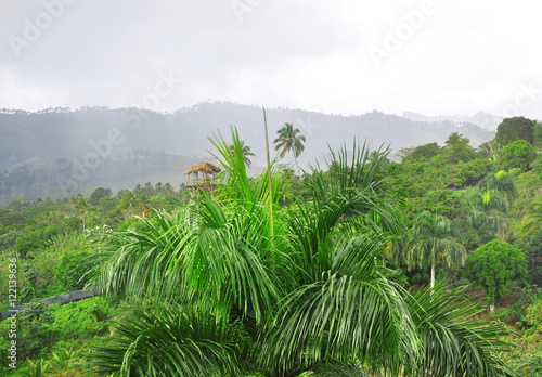 jungle at Dominican Republic