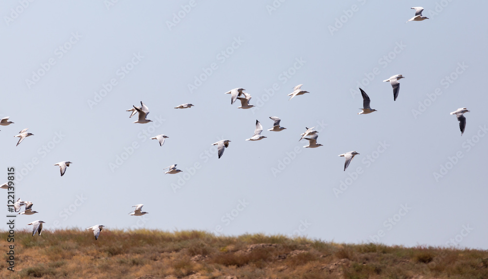 a flock of seagulls in flight