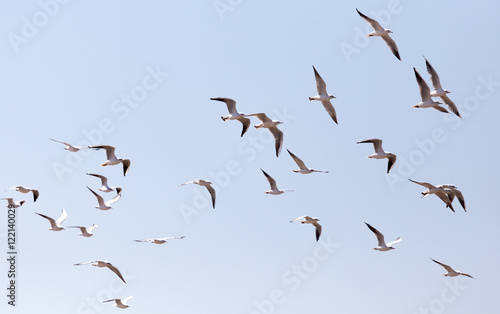 a flock of seagulls in flight