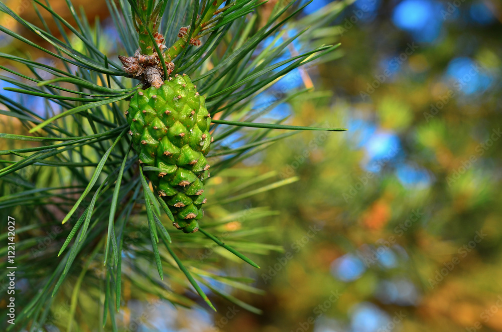 Green pine cone Green pine cone