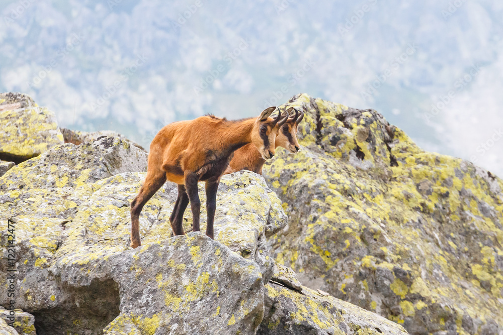 Chamois (Rupicapra Carpatica) in High Tatra Mountains, Poland Chamois (Rupicapra Carpatica) in High Tatra Mountains, Poland