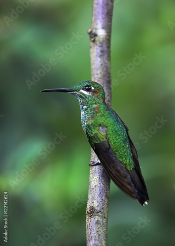 Green-crowned Brilliant hummingbird perched on a branch in Costa Rica