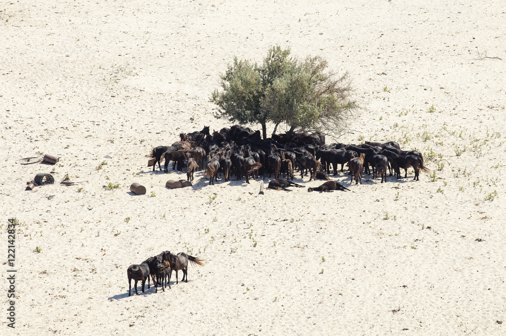 Obraz premium wild black horses and alone tree in desert