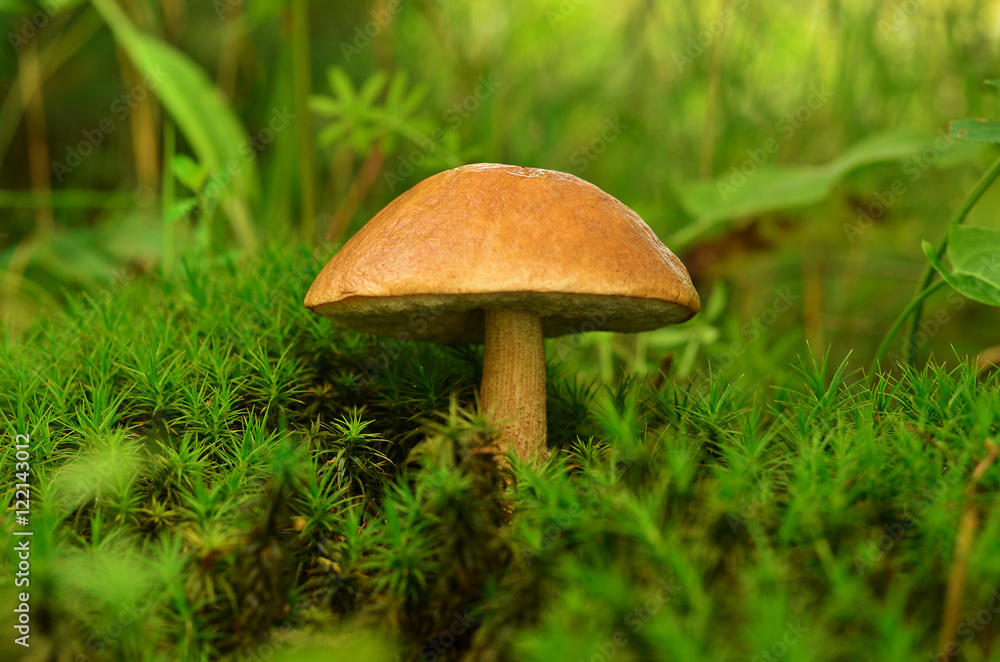 Tubular edible mushroom in the moss in forest Tubular edible mushroom in the moss in forest
