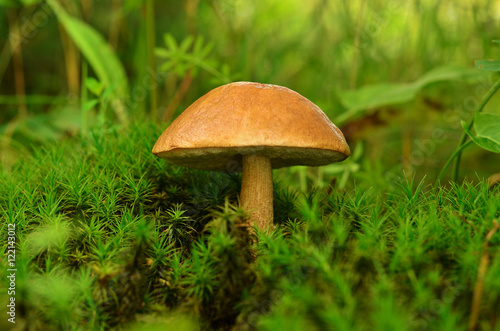 Tubular edible mushroom in the moss in forest