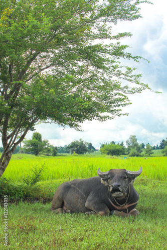 buffalo relaxing under the tree in the rice field