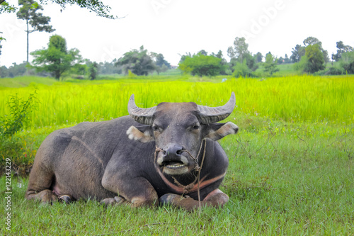 buffalo relaxing under the tree in the rice field