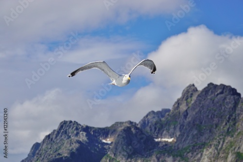 A seagull bird flying in the sky over water