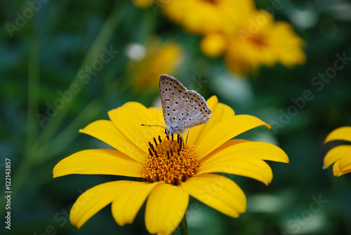 трапеза бабочки © svetlana177