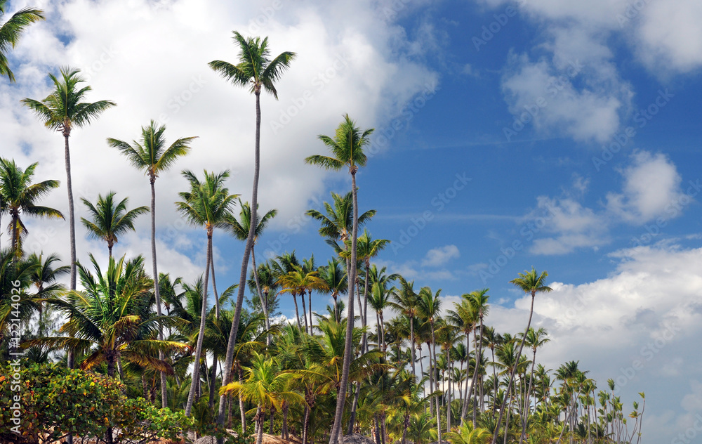 Obraz premium Palm Trees In Front Of Azure Skyline. Photo toned.