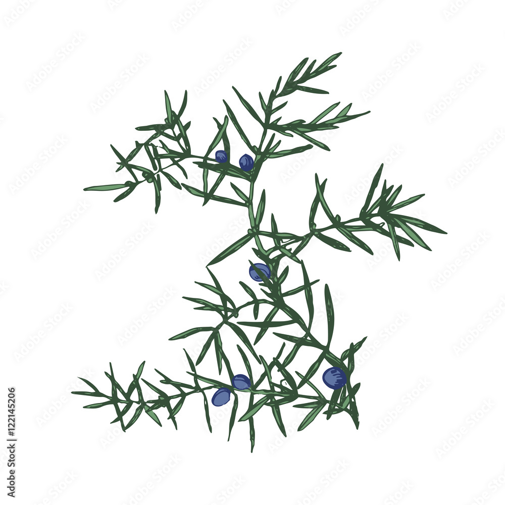 Obraz premium Hand drawn juniper brunch