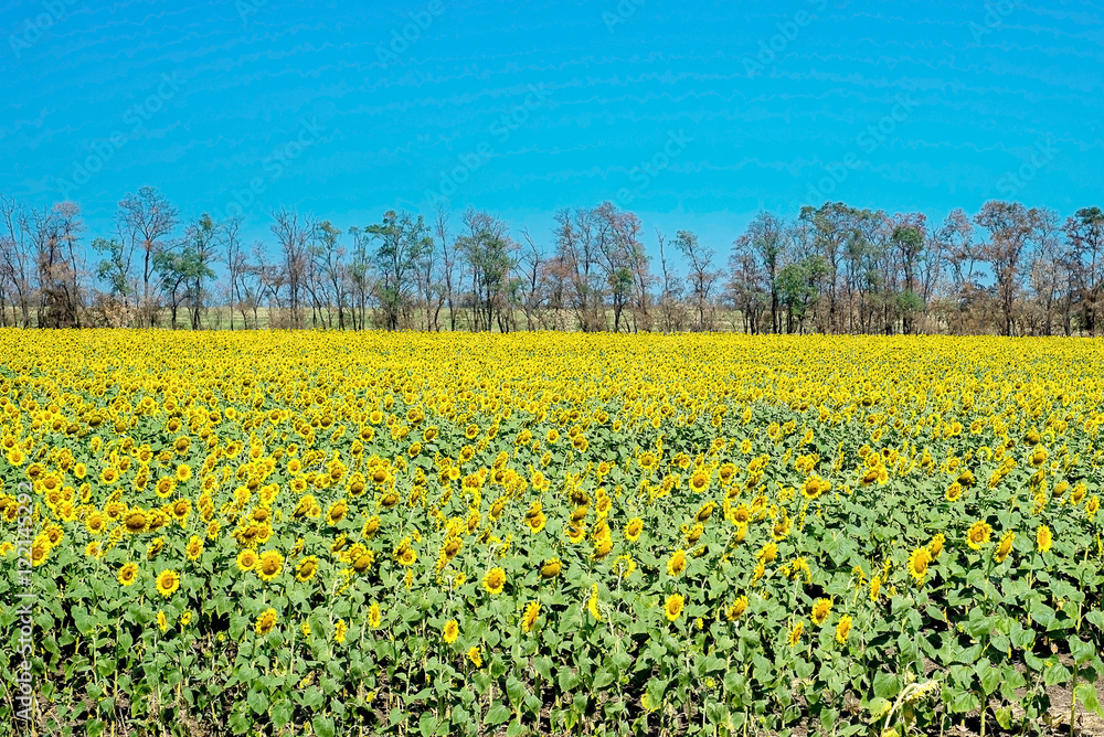 field of blooming sunflowers on a background sunset, sunflower h field of blooming sunflowers on a background sunset, sunflower h