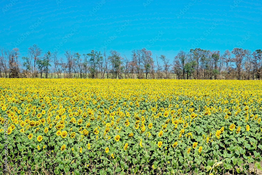 field of blooming sunflowers on a background sunset, sunflower h