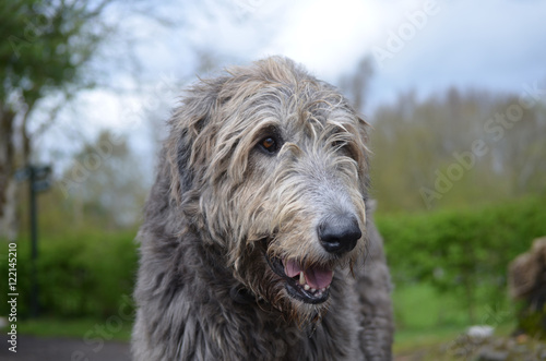 фотографія Gorgeous Irish Wolfhound Dog with a Thick Silver Coat